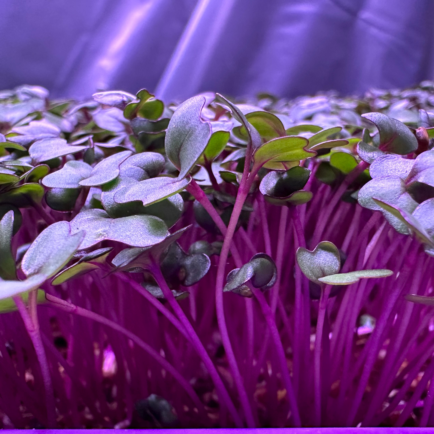 Red Cabbage Microgreens