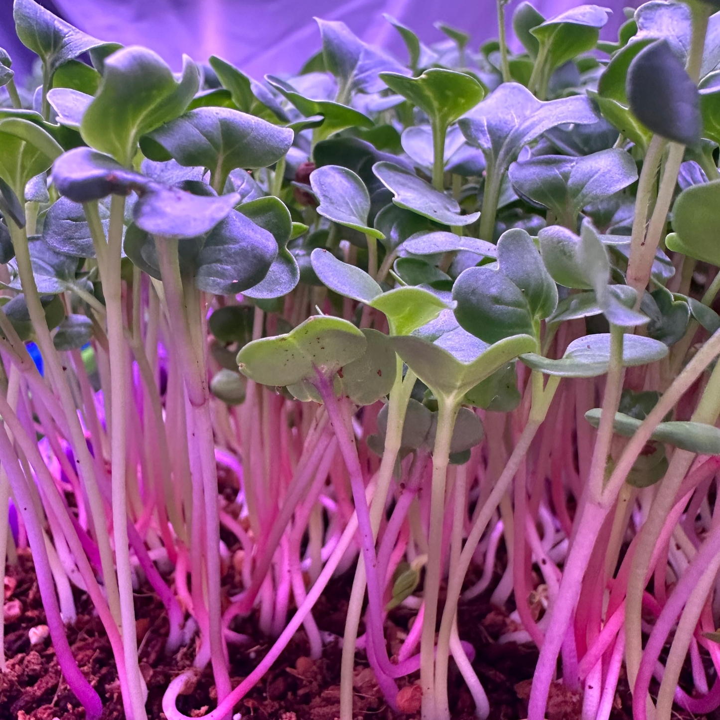 Rainbow Radish Microgreens