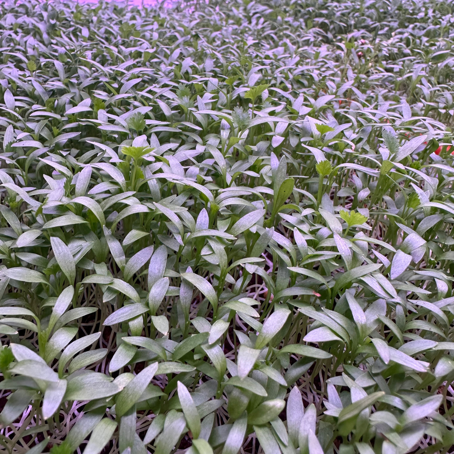 Micro Cilantro