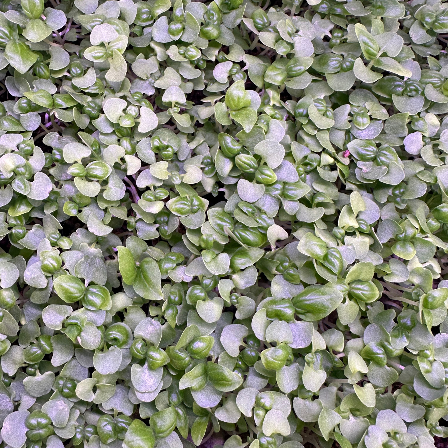 Micro Genovese Basil