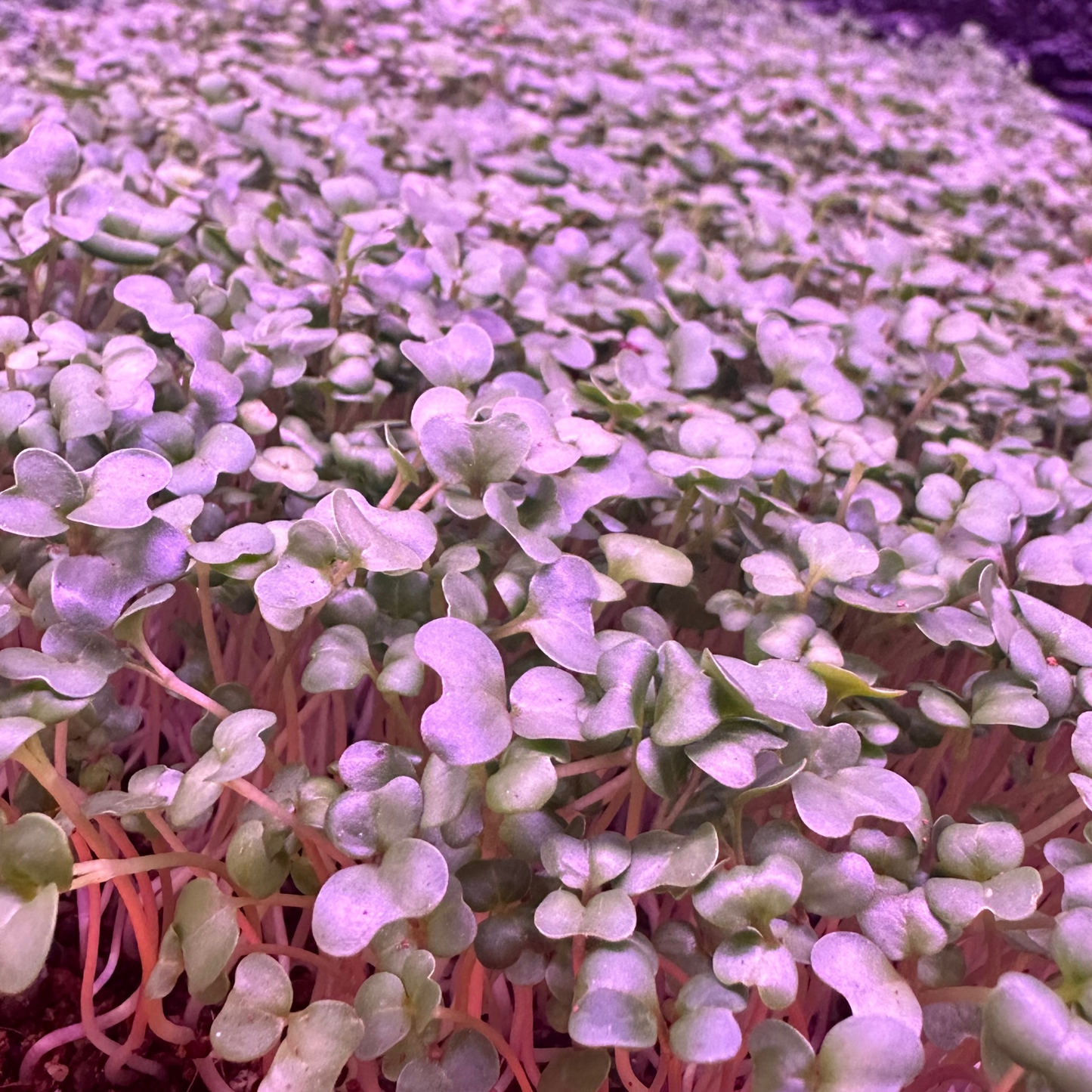 Mellow Microgreen Mix