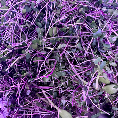 Winter Wellness Microgreen Blend