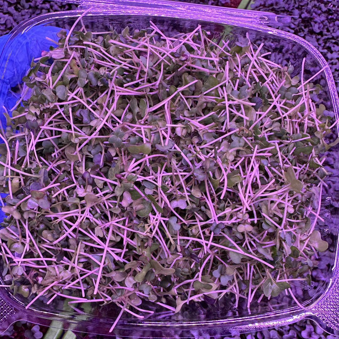 Golden Mustard Microgreen Blend